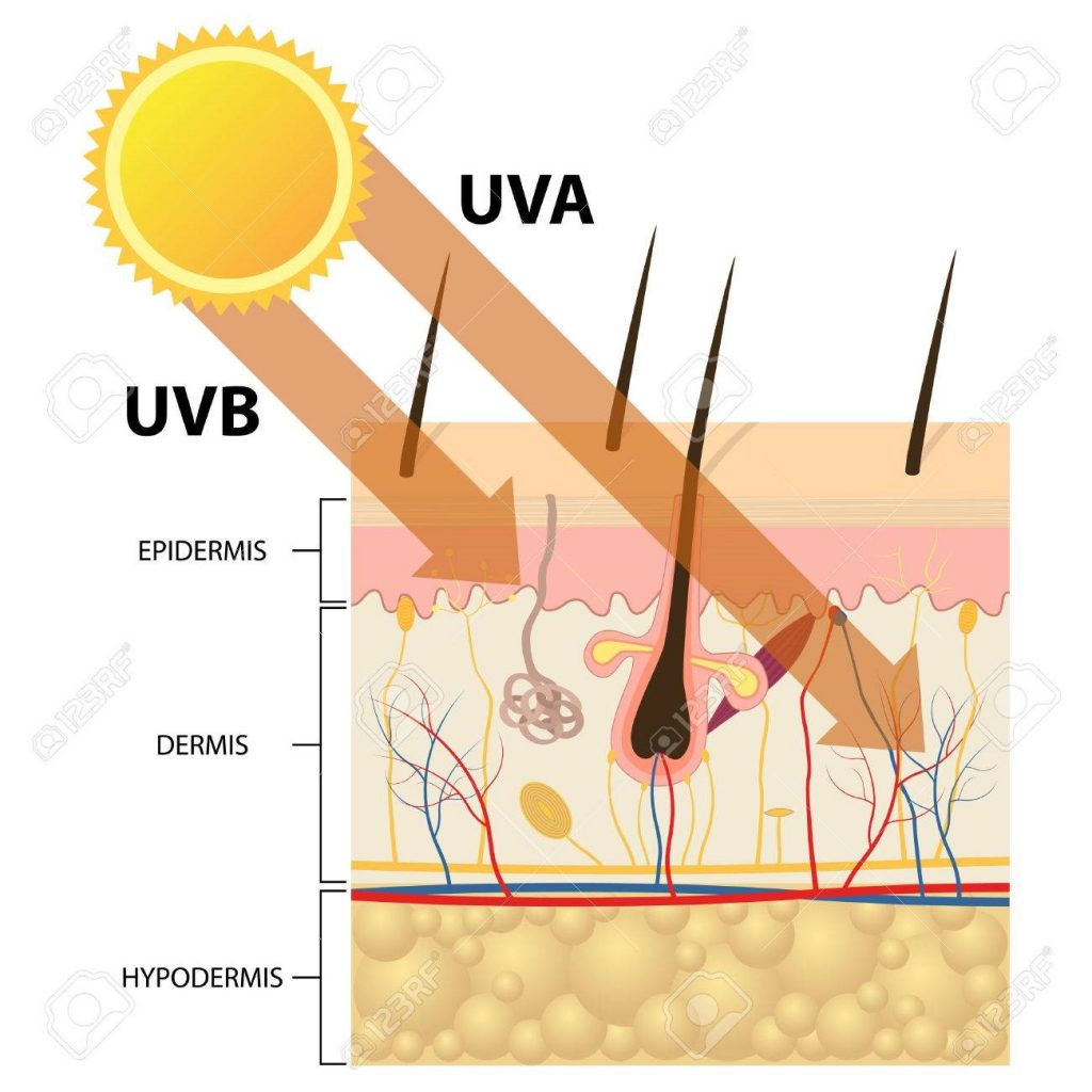 Image of UV rays effexts on the skin and why you need SPF
